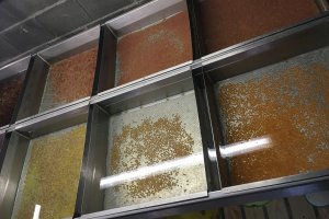 2020_Geäugte_Salmonideneier_beim_Fischzüchter