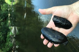 Flussperlmuschelschalen