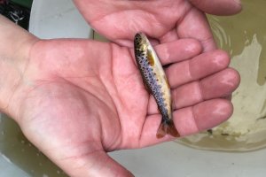 E- Befischung 2021 juvenile Bachforelle Bereich Gnötzendorf